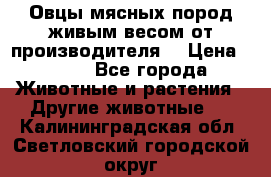 Овцы мясных пород живым весом от производителя. › Цена ­ 110 - Все города Животные и растения » Другие животные   . Калининградская обл.,Светловский городской округ 